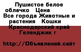 Пушистое белое облачко › Цена ­ 25 000 - Все города Животные и растения » Кошки   . Краснодарский край,Геленджик г.